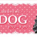 pixy　DOG